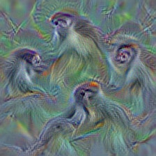 n02488702 colobus, colobus monkey